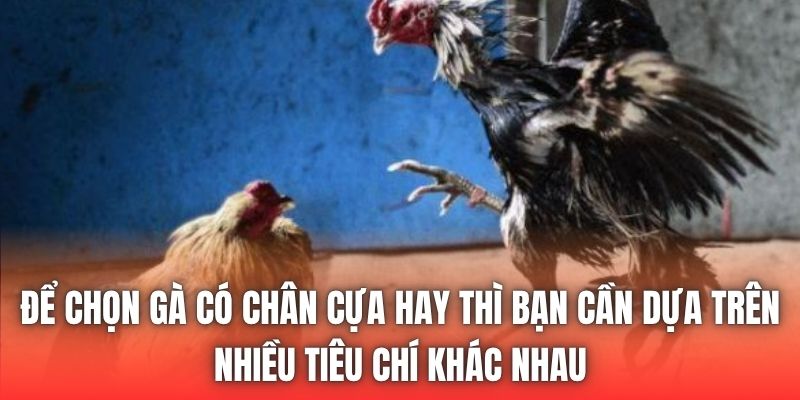 Để chọn gà có chân cựa hay thì bạn cần dựa trên nhiều tiêu chí khác nhau
