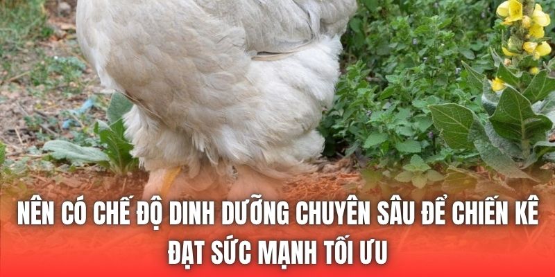 Nên có chế độ dinh dưỡng chuyên sâu để chiến kê đạt sức mạnh tối ưu