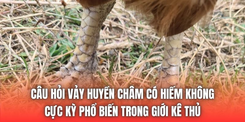 Câu hỏi vảy huyền châm có hiếm không cực kỳ phổ biến trong giới kê thủ