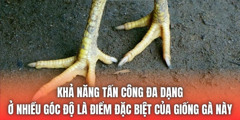Khả năng tấn công đa dạng ở nhiều góc độ là điểm đặc biệt của giống gà này
