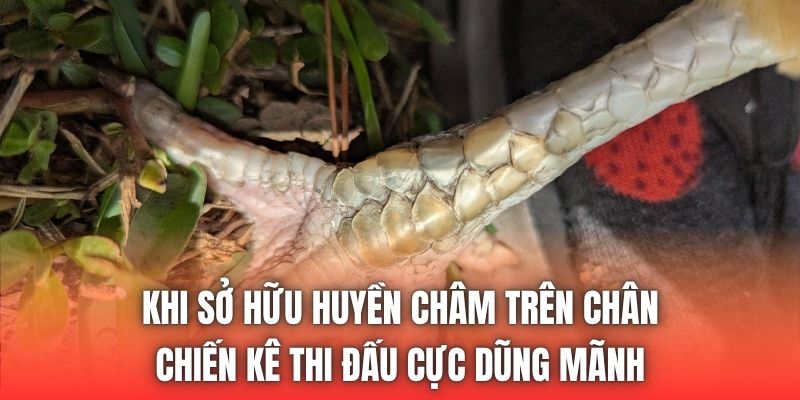 Khi sở hữu huyền châm trên chân, chiến kê thi đấu cực dũng mãnh